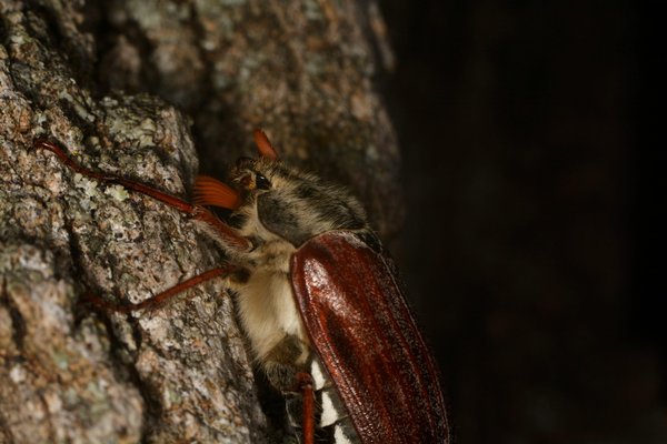 Comment éliminer un hanneton volant le soir efficacement